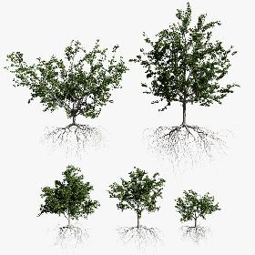 Maple Summer Collection 3D